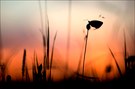 - Licht-und Schattenspiel -
