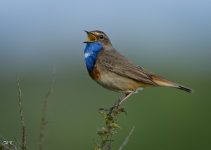 Blaukehlchen