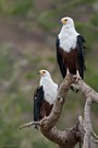 African Fish Eagle