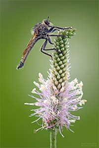 Gemeine Raubfliege