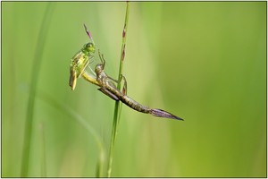Libellenschlupf (Kleinlibelle)