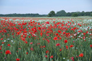 Mohnfeld bei Roskilde