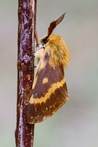 Lemonia dumi (Habichtskraut-Wiesenspinner)