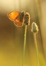 Wiesevögelchen im Abendlicht