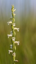 Spiranthes aestivalis