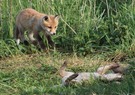 Fliegender Fuchs