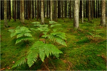 Zur Abwechslung mal Wald?