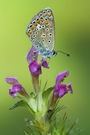 Sommerfarben