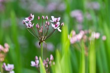 Schwanenblumen (Butomus umbellatus)