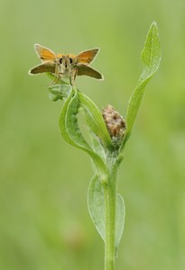 Flockenblume & Falter