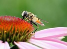 Für mich eine der schönsten Schwebfliegen