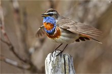 Rotsterniges Blaukehlchen