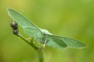 Grünes Blatt - Geometra papilionaria