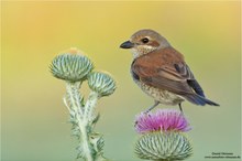 Neuntöter auf Distel