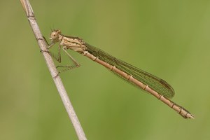 Sympecma paedisca