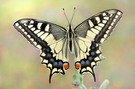 Der Schwalbenschwanz (Papilio machaon)