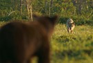 Wolf und Braunbär