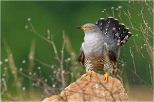 Cuckoo