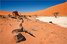 am Rande des Dead Vlei