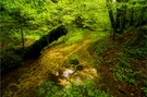 Sommer am Waldbach