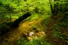 Sommer am Waldbach