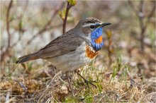 Rotsterniges Blaukehlchen