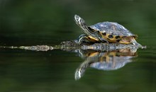 Gelbwangenschildkröte im Ruhrgebiet