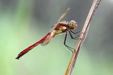 Sympetrum pedemontanum – Gebänderte Heidelibelle - Männchen