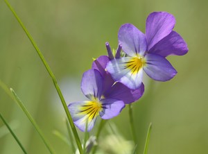 Farben von der Binnendüne im Elbtal...