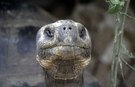 Galapagos-Riesenschildkröte