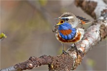 Rotsterniges Blaukehlchen