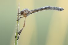 Gemeine Schlankfliege - Leptogaster cylindrica