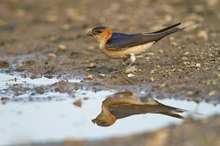 Rötelschwalbe (Hirundo daurica)