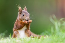 Eichhörnchen