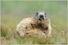 Alpenmurmeltier (Marmota marmota)