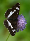 Limenitis camilla