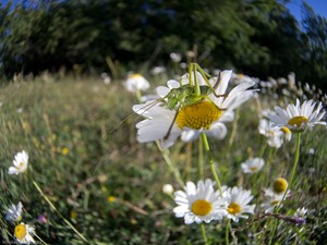 Meine Welt, die Wiese  (Ephippiger)