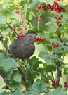 "Charly Amsel seine Frau"...