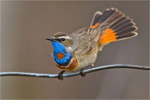 Wenn die Blaukehlchen ....