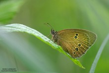 Brauner Waldvogel (Aphantopus hyperantus)