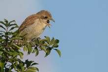 Neuntöter (Lanius collurio)