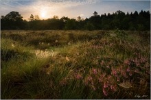 Sonnenaufgang im Moor