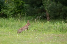 Wildkaninchen