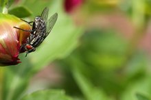 Fliege im Farbenrausch