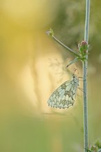 ~ Melanargia galathea ~