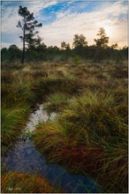 Sonnenaufgang im Moor II