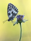 Melanargia galathea