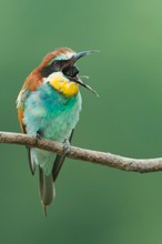 Gewöll