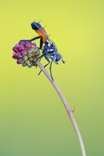 Rotgefleckte Raupenfliege auf Wiesenknopf