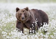 Europäischer Braunbär